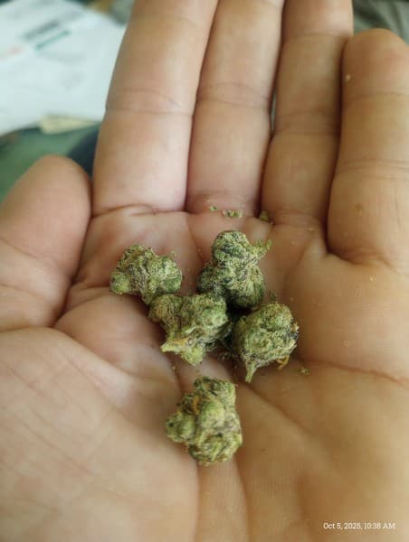 Lemon Lava cannabis strain, community photo 4