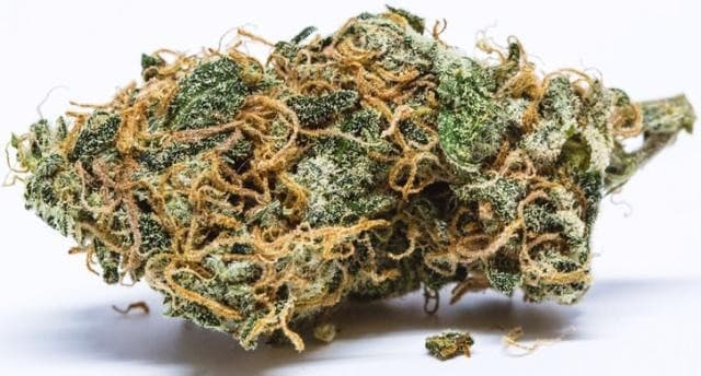 Lemon Pie cannabis strain, community photo 3