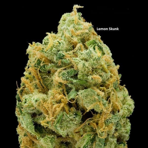 Lemon Skunk cannabis strain, community photo 2