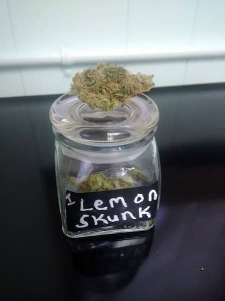 Lemon Skunk cannabis strain, community photo 3