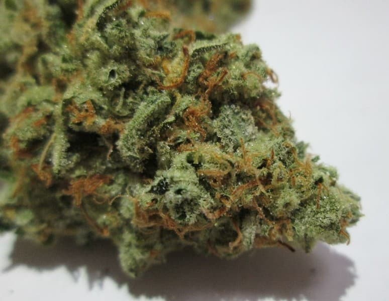 Lemon Skunk cannabis strain, community photo 7