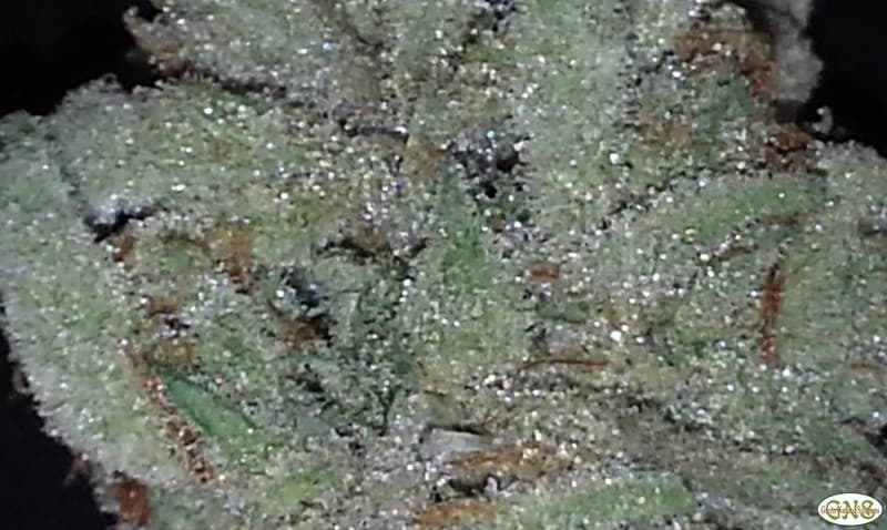 Lemon Skunk cannabis strain, community photo 8