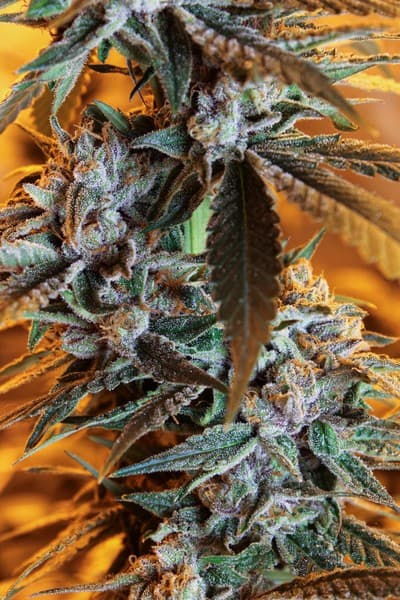 Lemon Tart cannabis strain, community photo 1