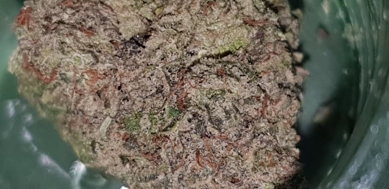 Lemon Tree cannabis strain, community photo 1