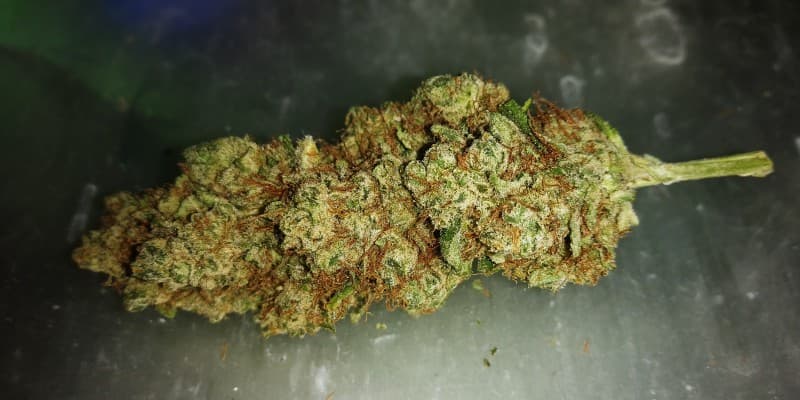 Lemon Tree cannabis strain, community photo 3