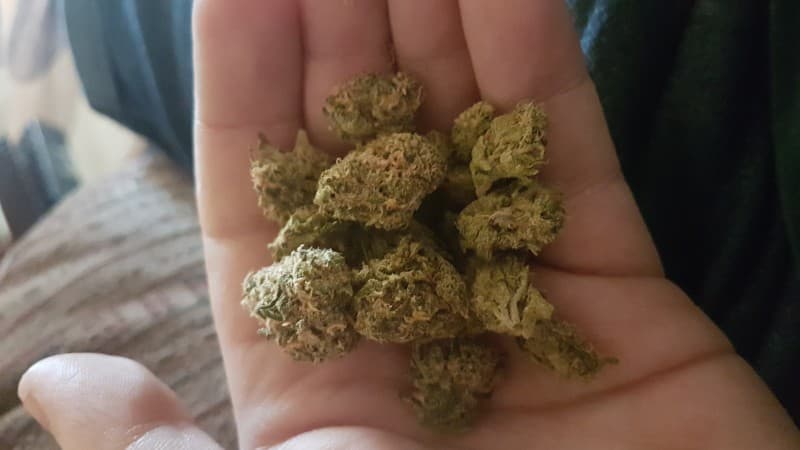 Lemon Tree cannabis strain, community photo 4