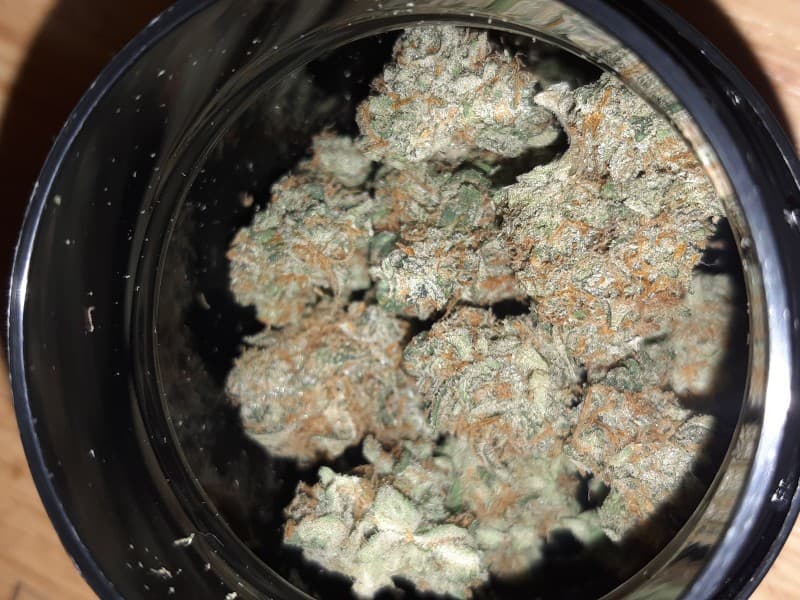 Lemon Tree cannabis strain, community photo 5