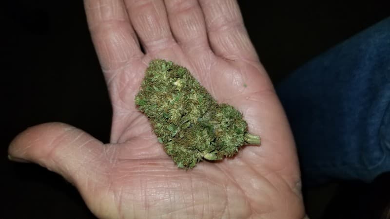 Lemon Tree cannabis strain, community photo 6