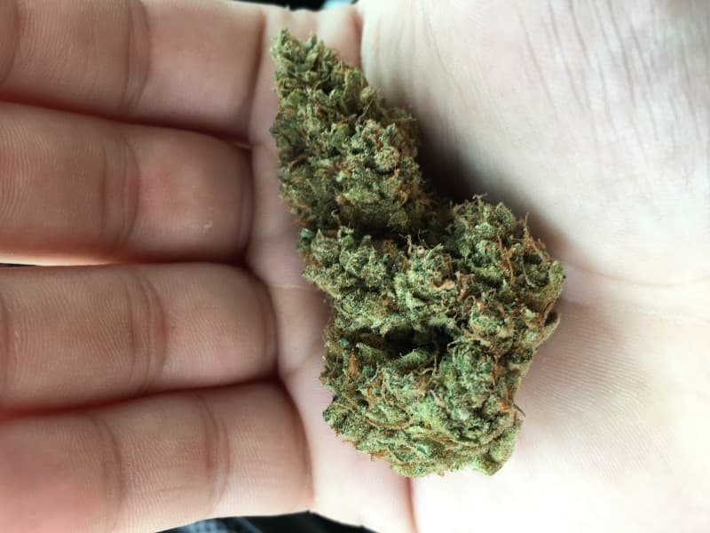 Lemon Tree cannabis strain, community photo 8
