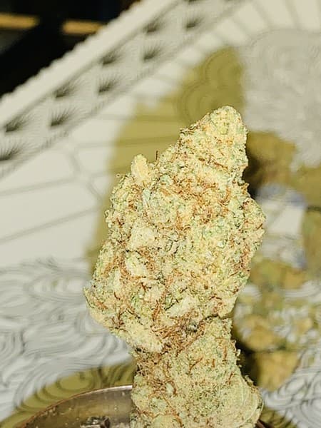 Lemon Tree cannabis strain, community photo 9