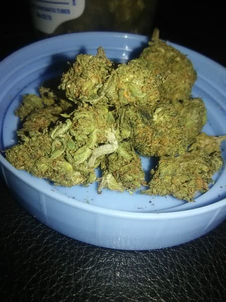 Lemonberry cannabis strain, community photo 3