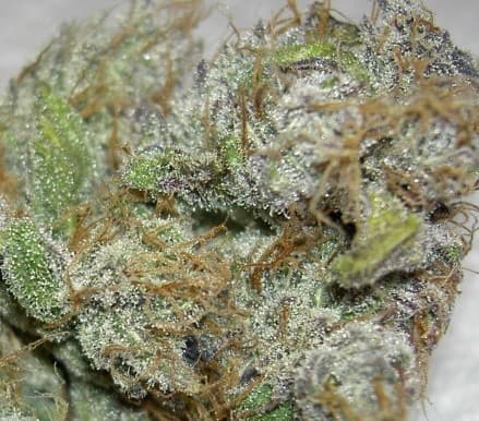 Lime Skunk cannabis strain, community photo 1