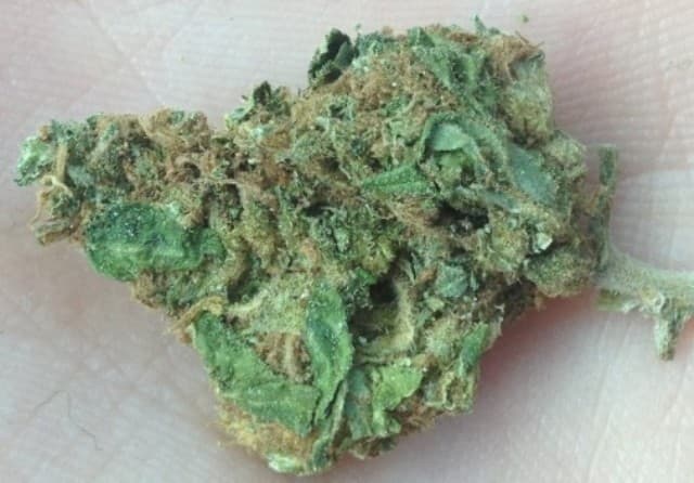 Lime Skunk cannabis strain, community photo 2