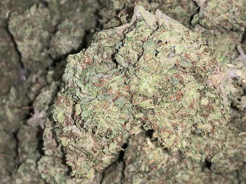 Limoncello cannabis strain, community photo 2