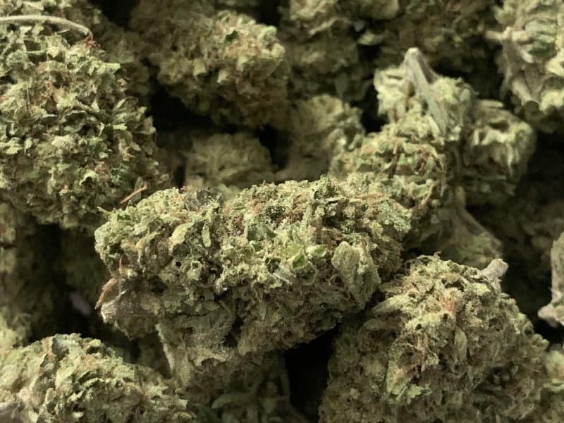 Limoncello cannabis strain, community photo 3