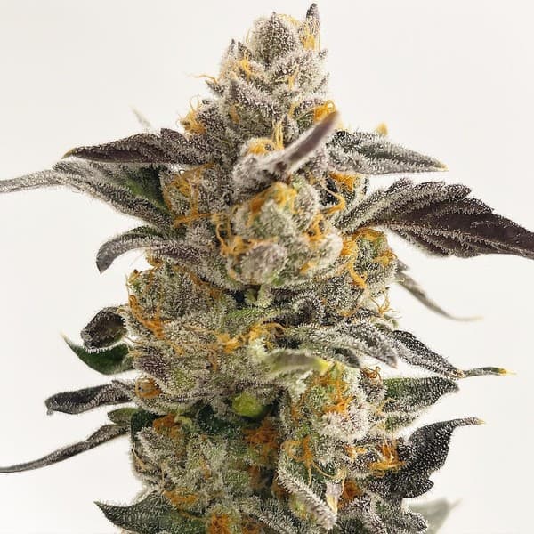 Loud Cake cannabis strain, community photo 1