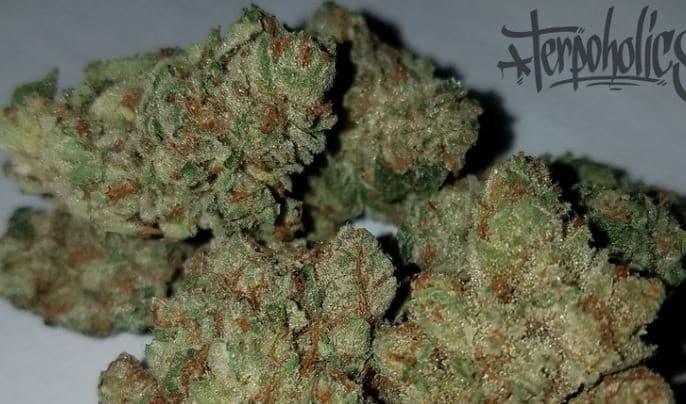 Louis XIII cannabis strain, community photo 1
