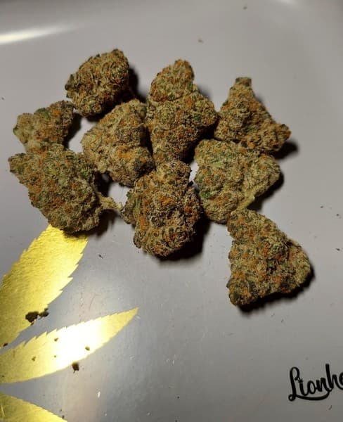 Louis XIII cannabis strain, community photo 3