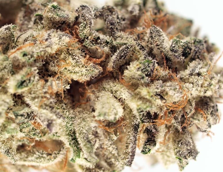 Louis XIII cannabis strain, community photo 4