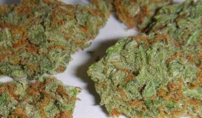 LSD cannabis strain, community photo 1