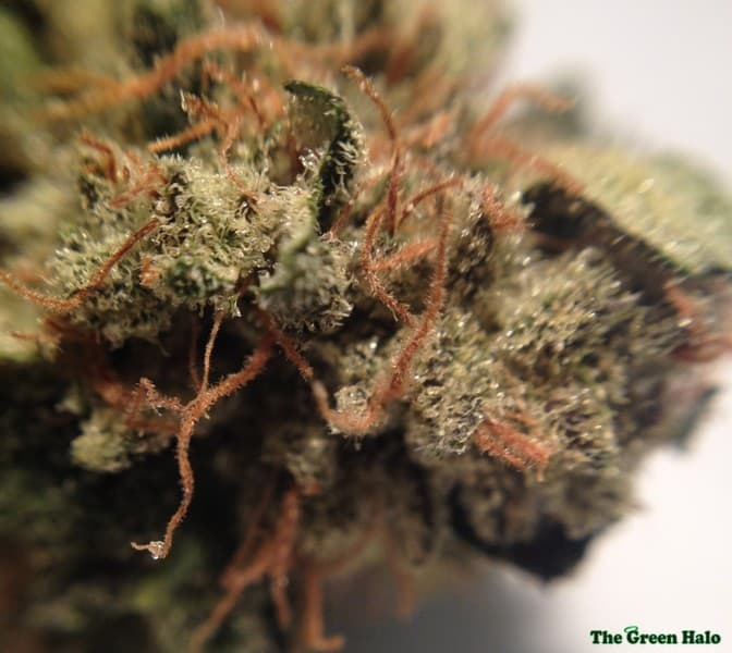 LSD cannabis strain, community photo 10