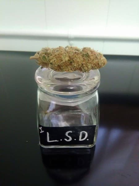 LSD cannabis strain, community photo 2