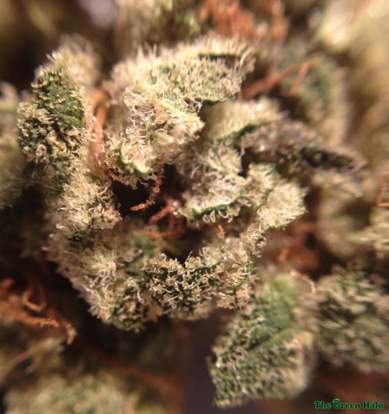 LSD cannabis strain, community photo 5