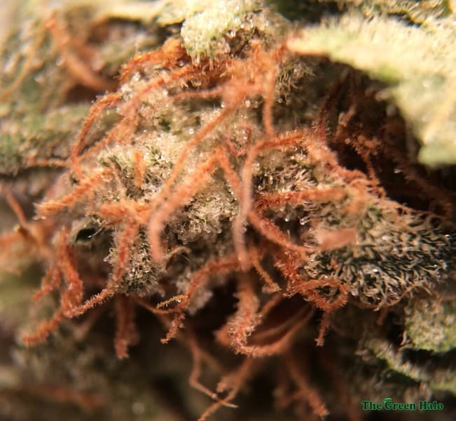 LSD cannabis strain, community photo 6