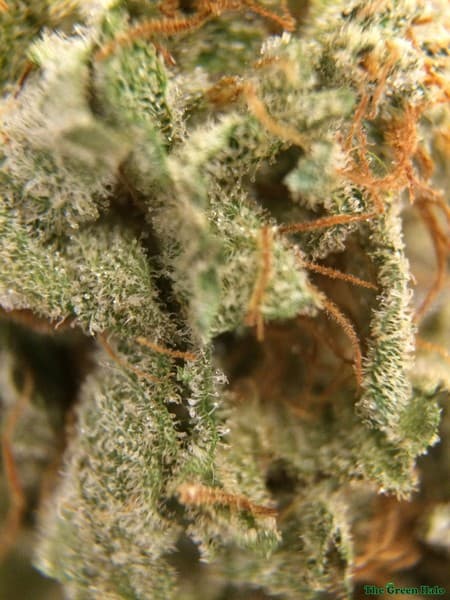 LSD cannabis strain, community photo 7