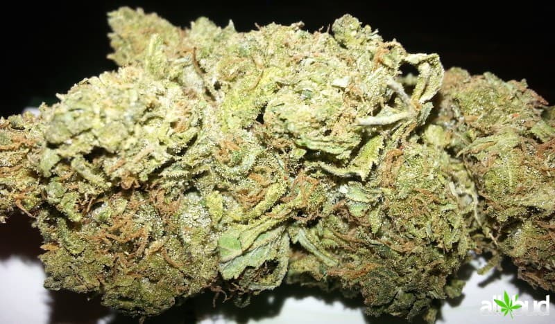LSD cannabis strain, community photo 8