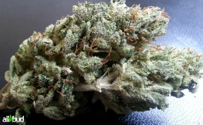 LSD cannabis strain, community photo 9