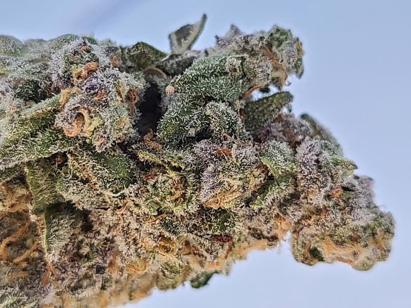 MAC1 cannabis strain, community photo 1