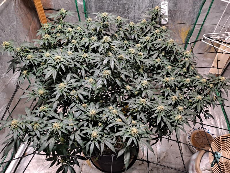 Magic Melon cannabis strain, community photo 1