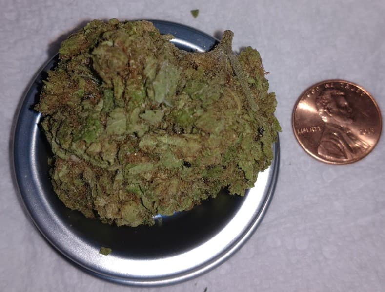 Magic Melon cannabis strain, community photo 2