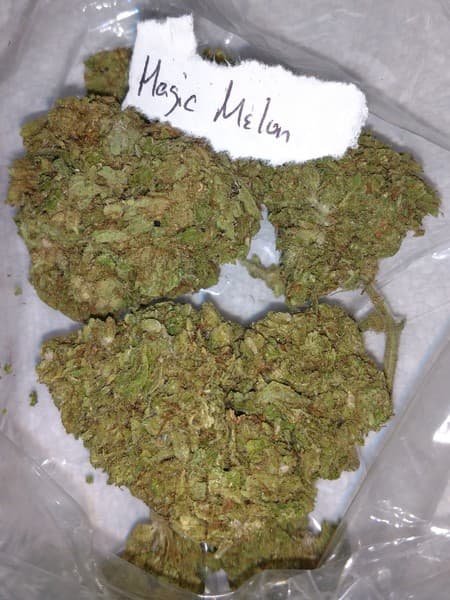 Magic Melon cannabis strain, community photo 3