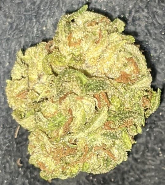 Magic Melon cannabis strain, community photo 4