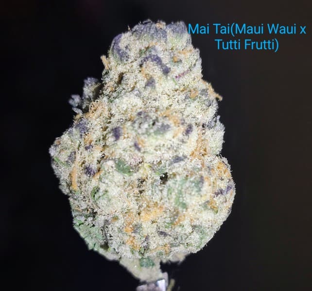 Mai Tai cannabis strain, community photo 4