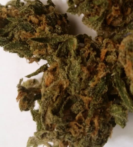 Mango cannabis strain, community photo 2