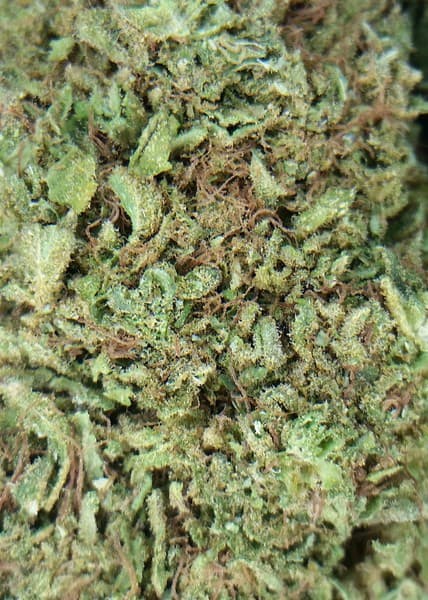 Mango cannabis strain, community photo 3