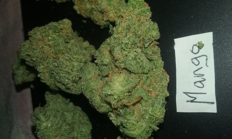 Mango cannabis strain, community photo 6