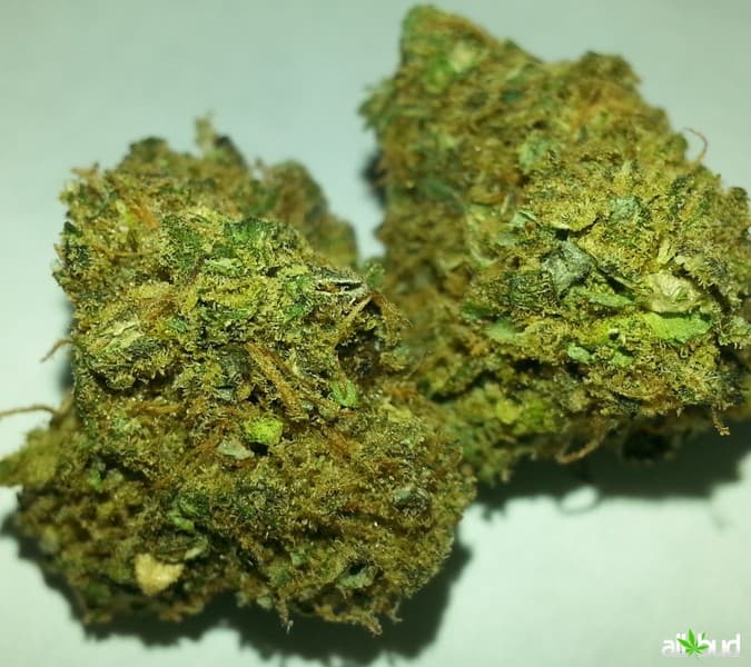 Mango cannabis strain, community photo 7