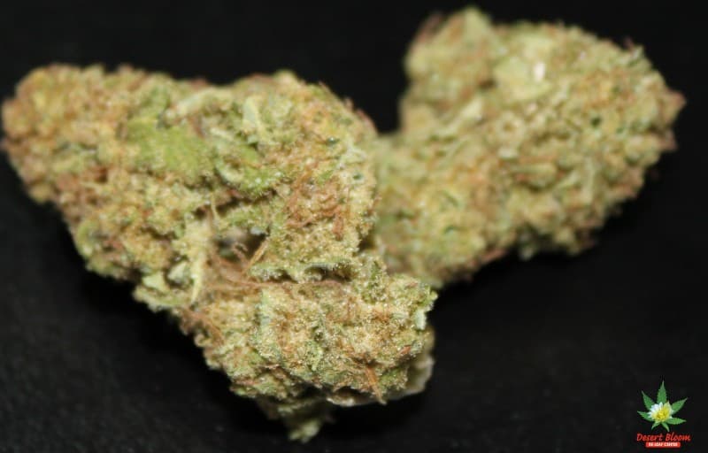 Mango cannabis strain, community photo 8