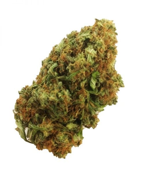 Mango Haze cannabis strain, community photo 2