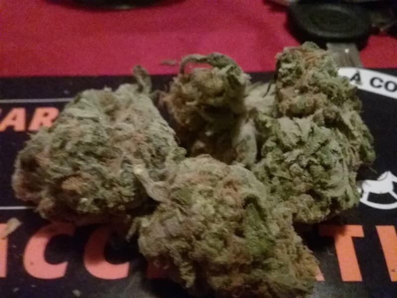 Mango Haze cannabis strain, community photo 3