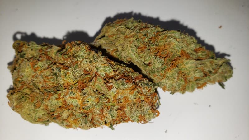 Mango Haze cannabis strain, community photo 4