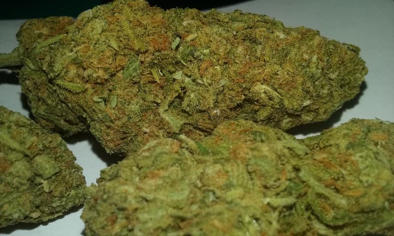 Mango Kush cannabis strain, community photo 5