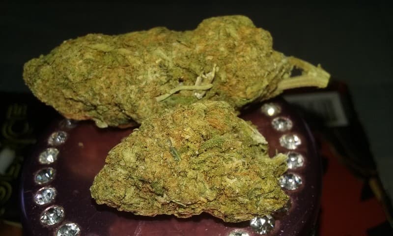 Mango Kush cannabis strain, community photo 6