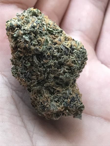 Mango Kush cannabis strain, community photo 7