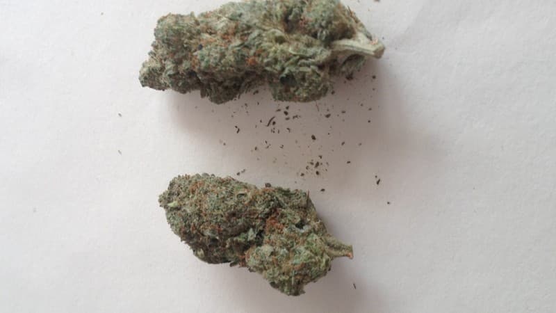 Master Kush cannabis strain, community photo 1