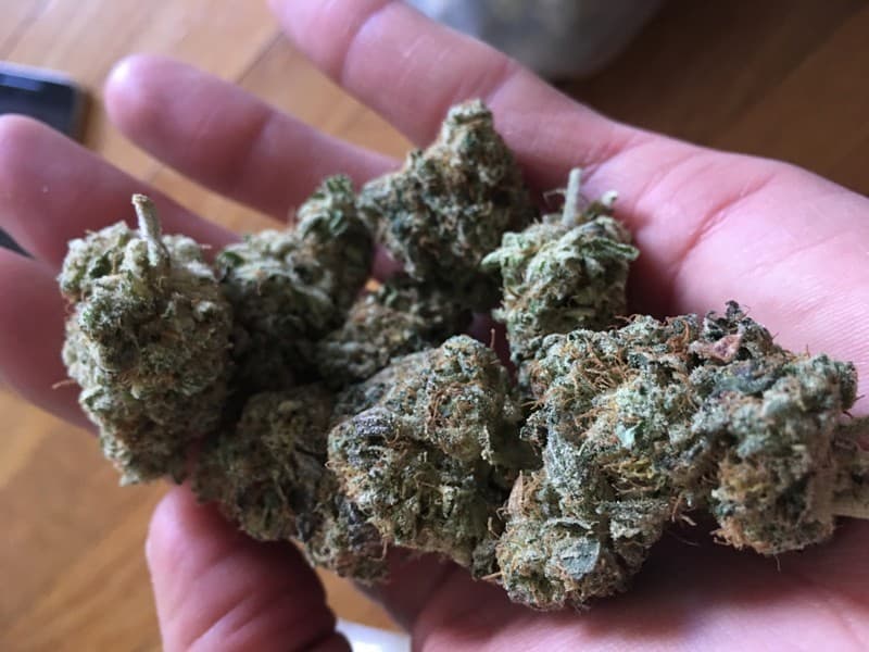 Master Kush cannabis strain, community photo 5